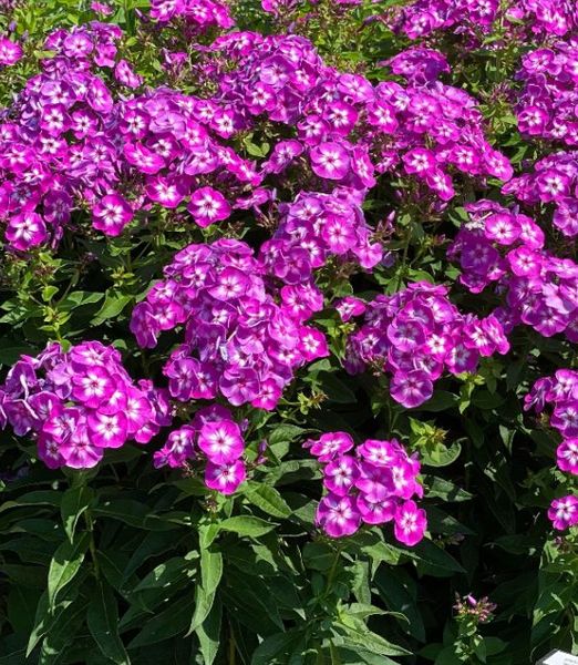 Phlox paniculata 'Laura'